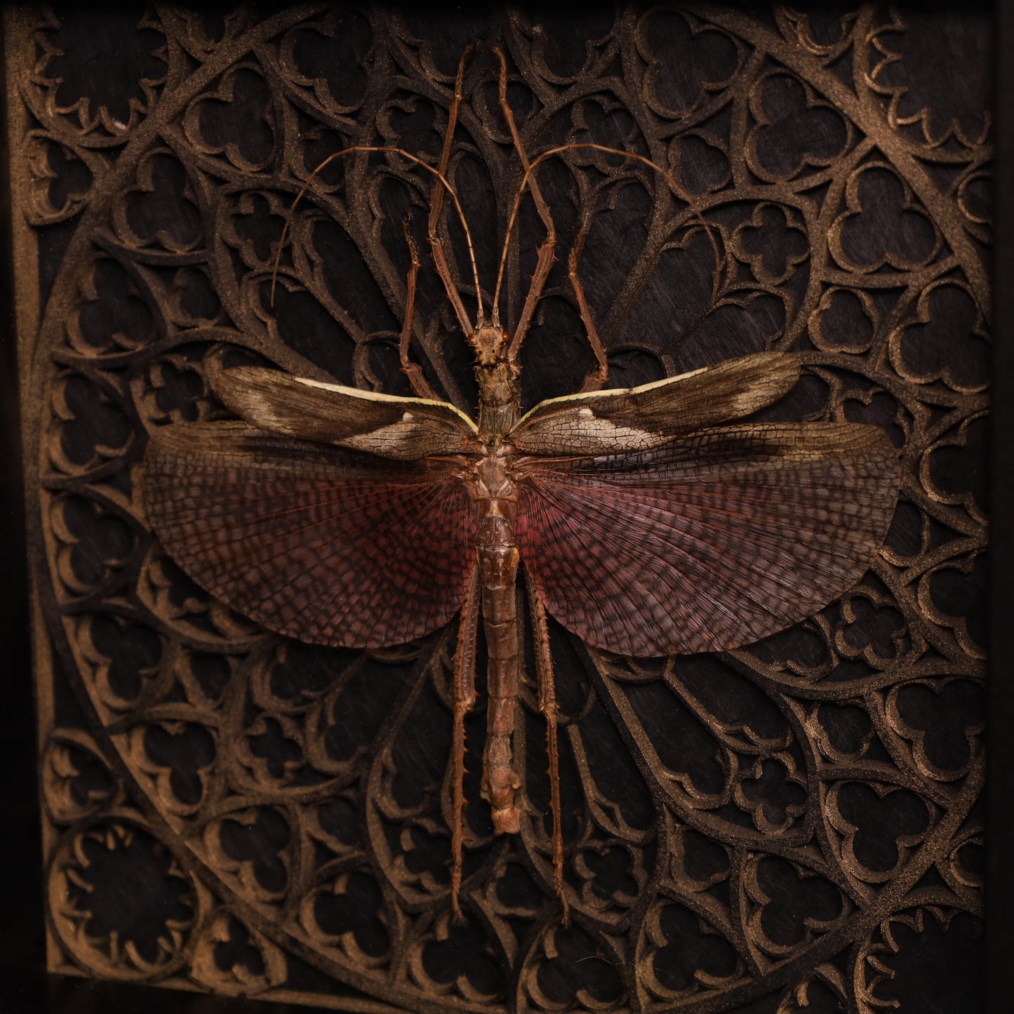 Echte Riesengespenstschrecke im Rahmen