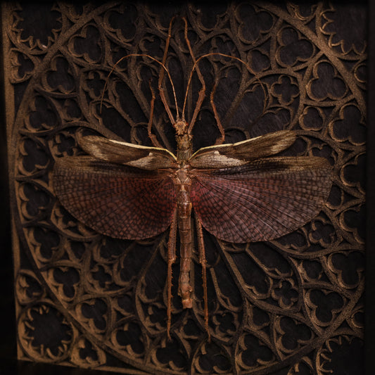 Echte Riesengespenstschrecke im Rahmen