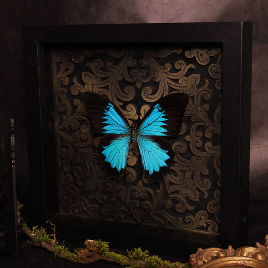 Papilio ulysses ulysses im Rahmen - Barock