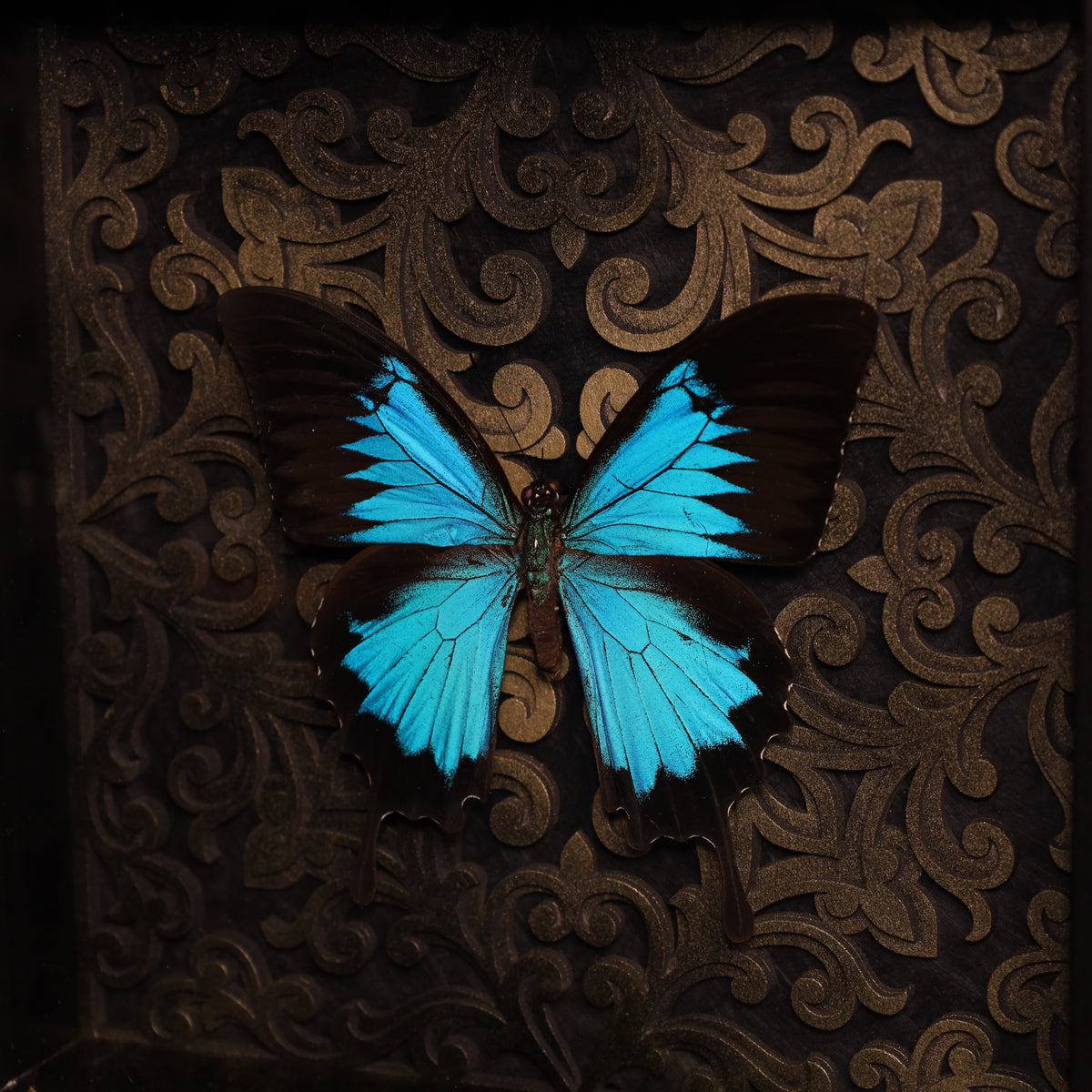 Papilio ulysses ulysses im Rahmen - Barock