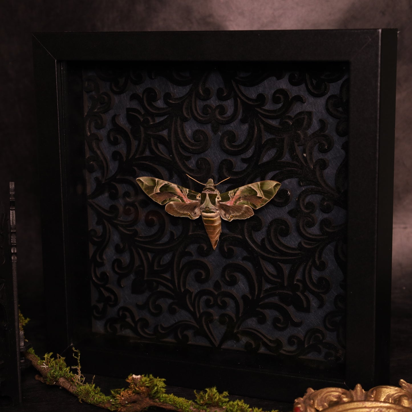 Oleander hawk-moth in a frame - Baroque
