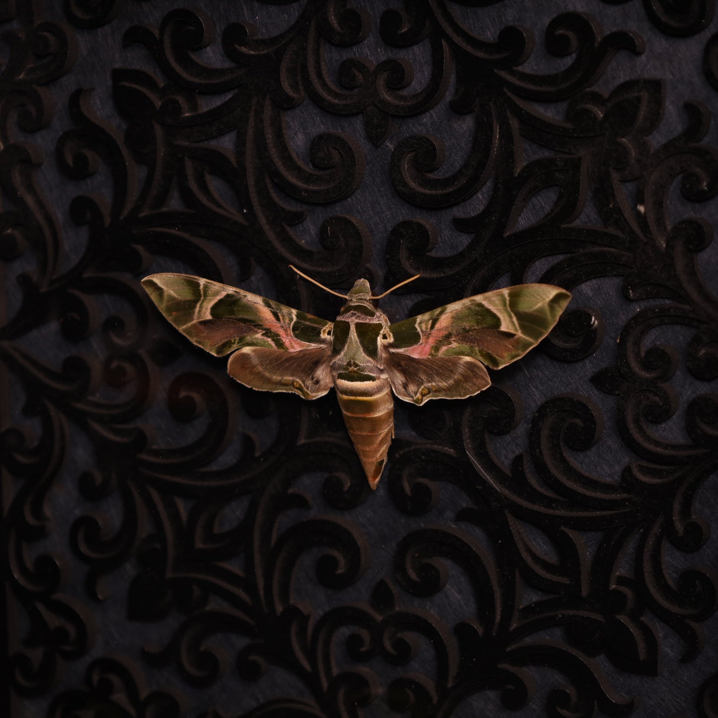 Oleander hawk-moth in a frame - Baroque