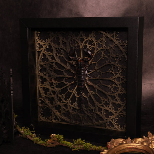 Präparierter Skorpion im Rahmen mit gotischem Design