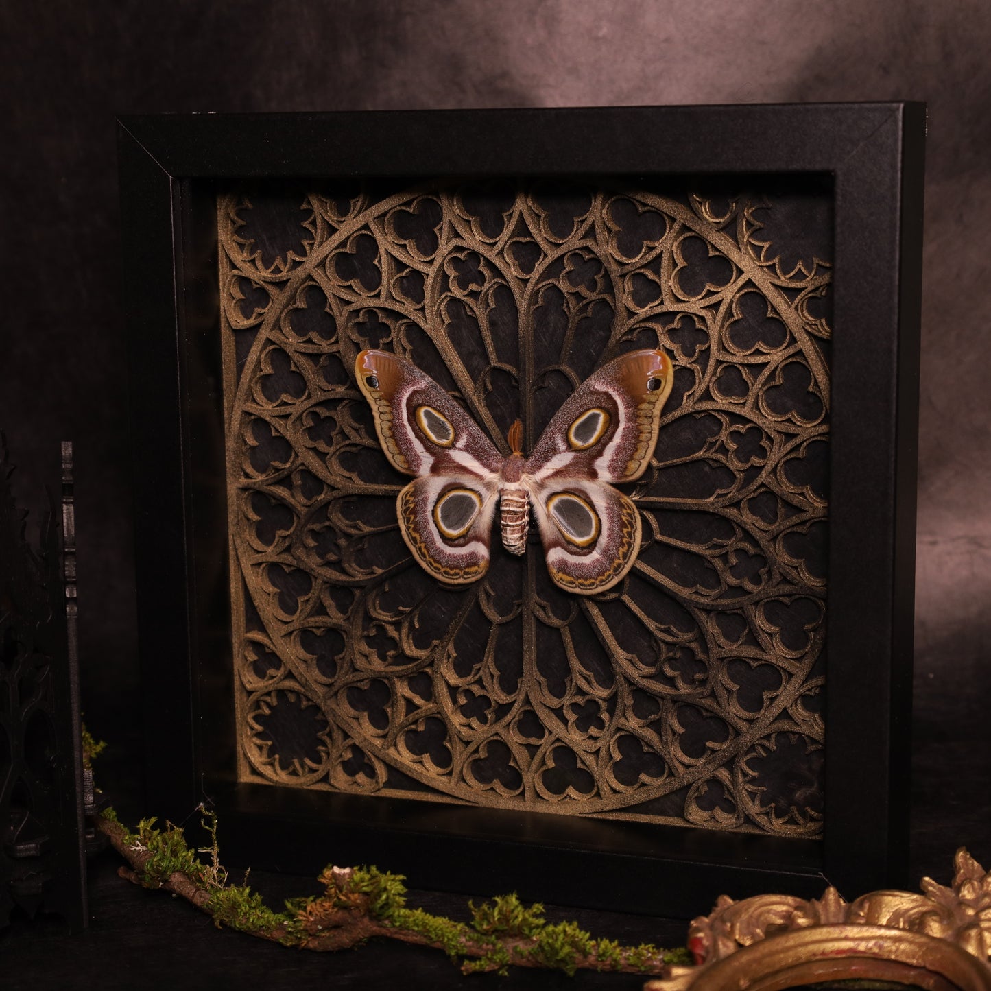 Epiphora mythimnia in a frame - Gothic