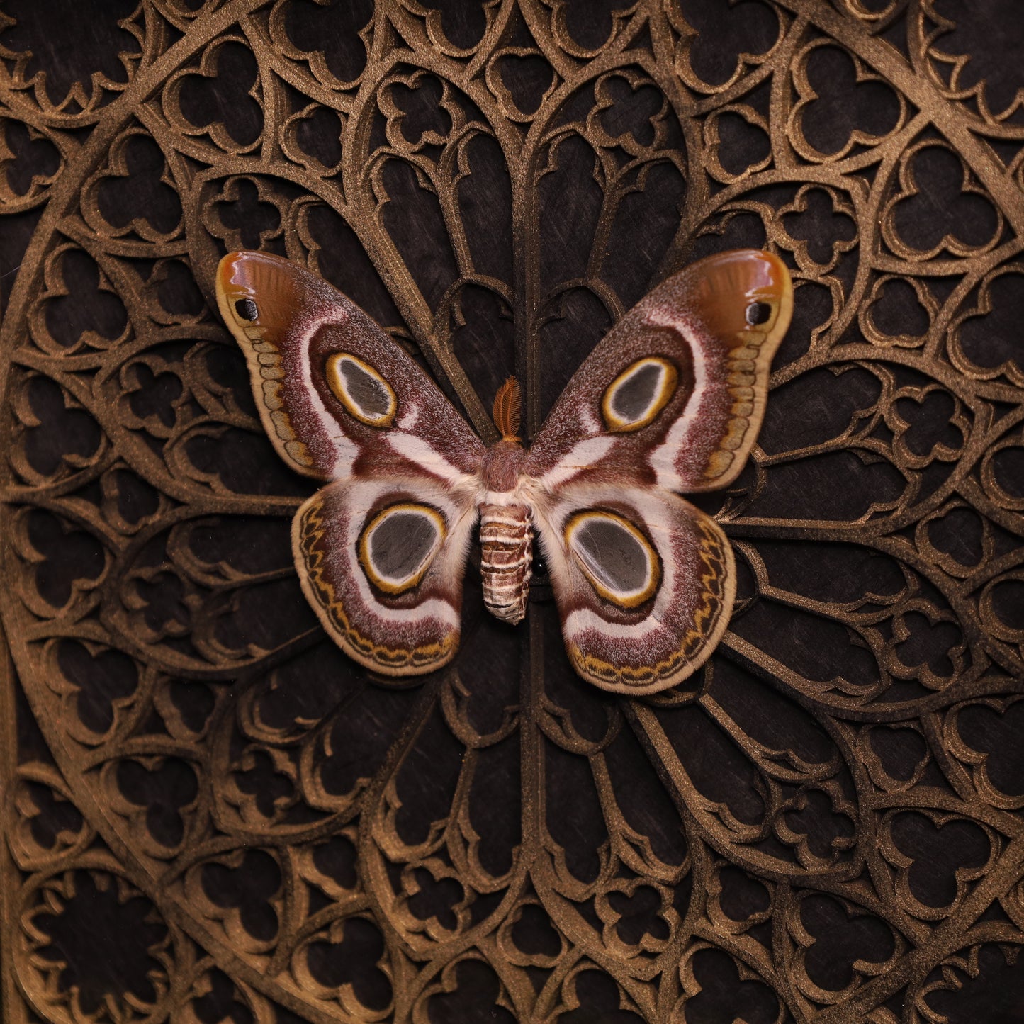 Epiphora mythimnia in a frame - Gothic