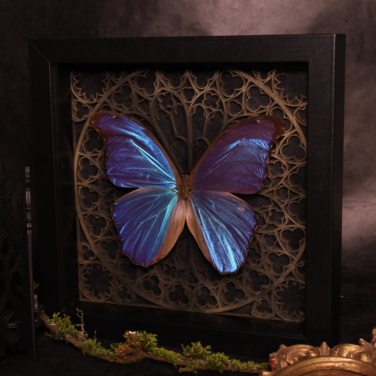Morpho didius within the framework