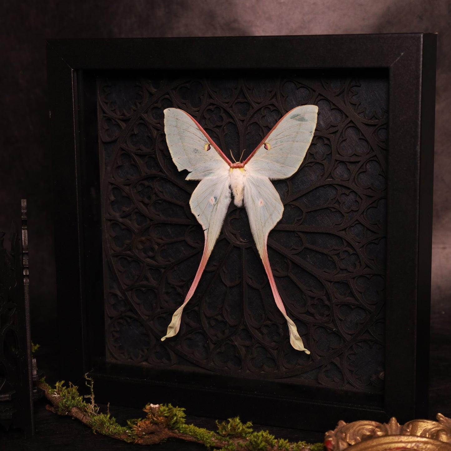 Actias dubernardi im Rahmen