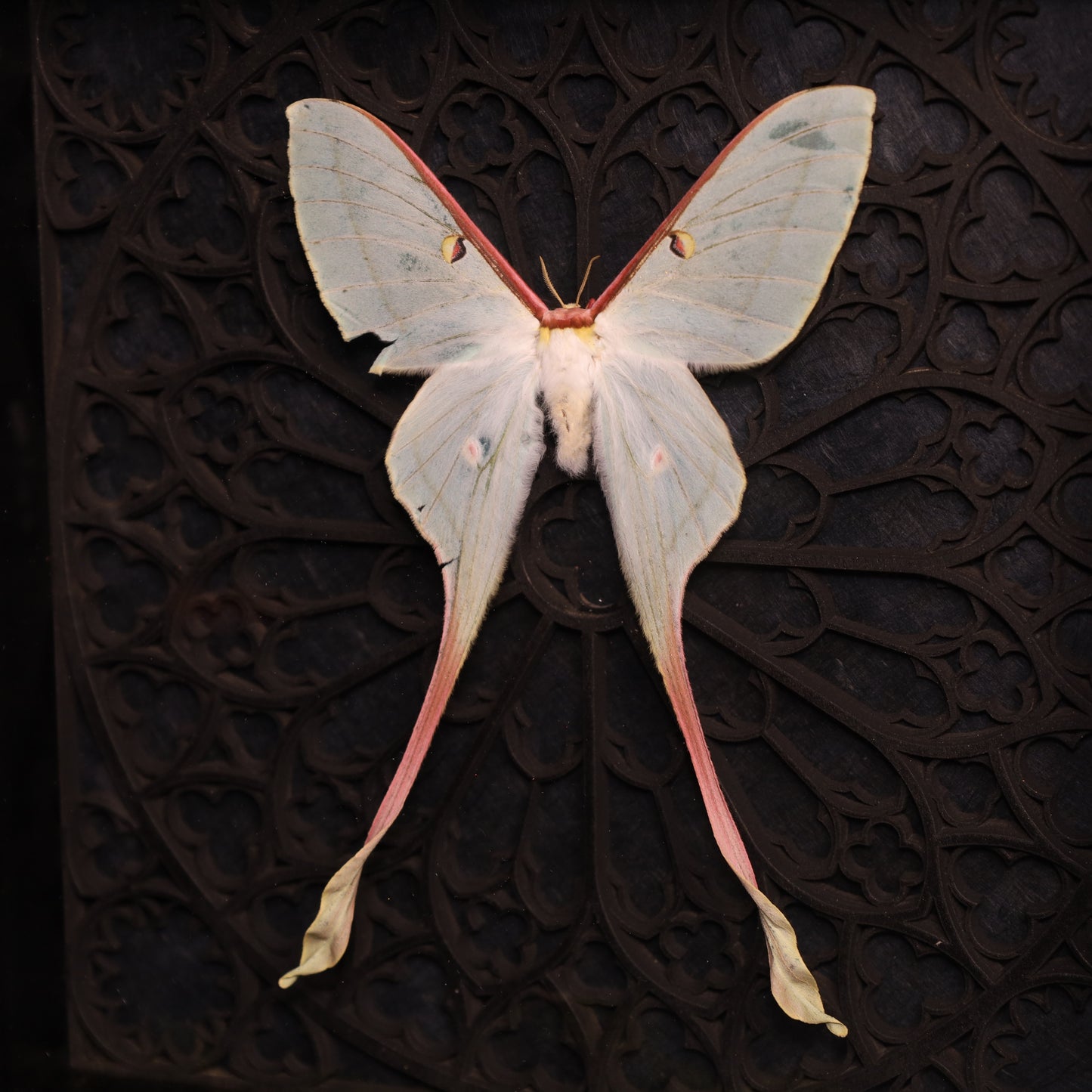 Actias dubernardi im Rahmen