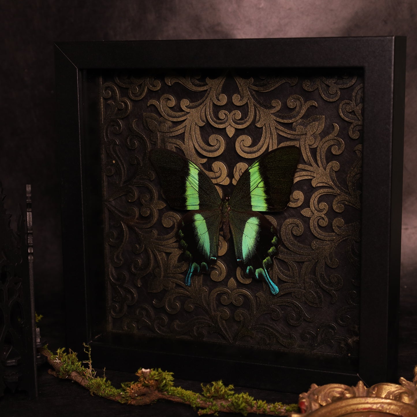 Gerahmter Papilio Blumei im schwarzen Holzrahmen mit Barock-3D-Hintergrund