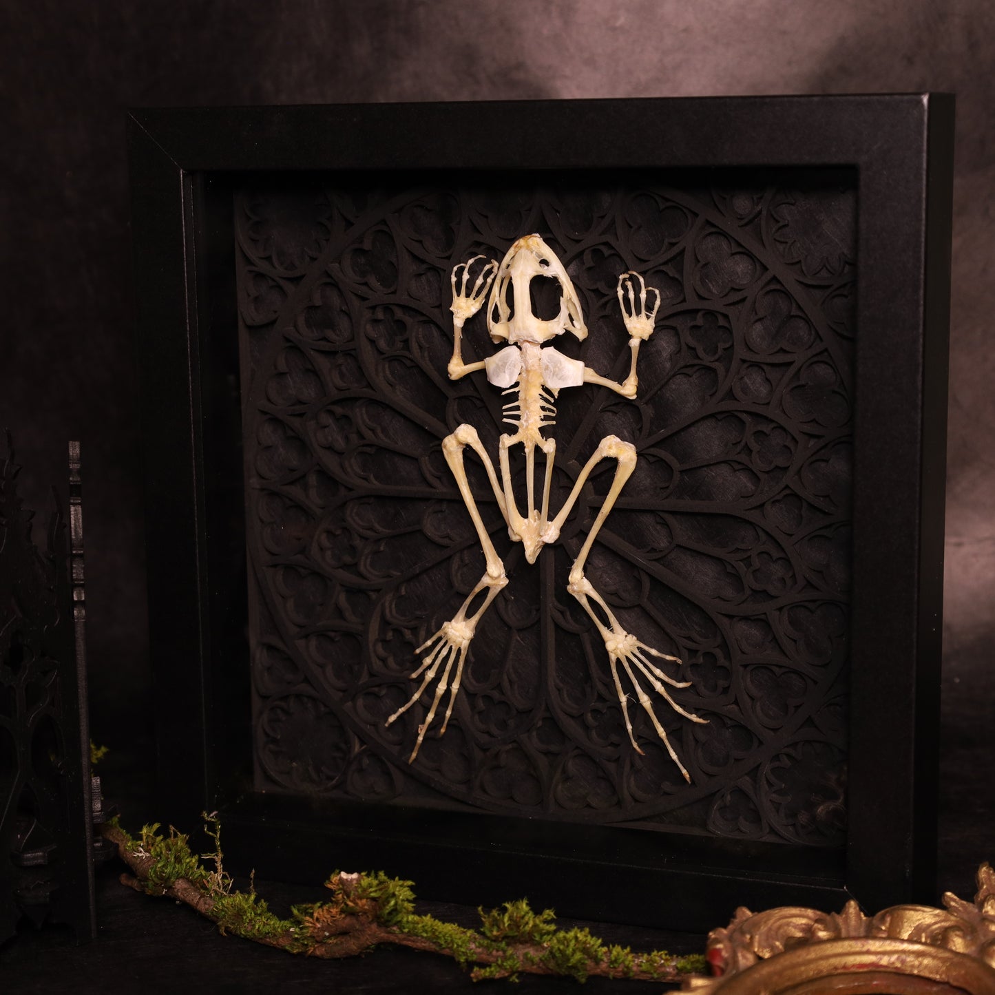 Frosch Skelett im Rahmen