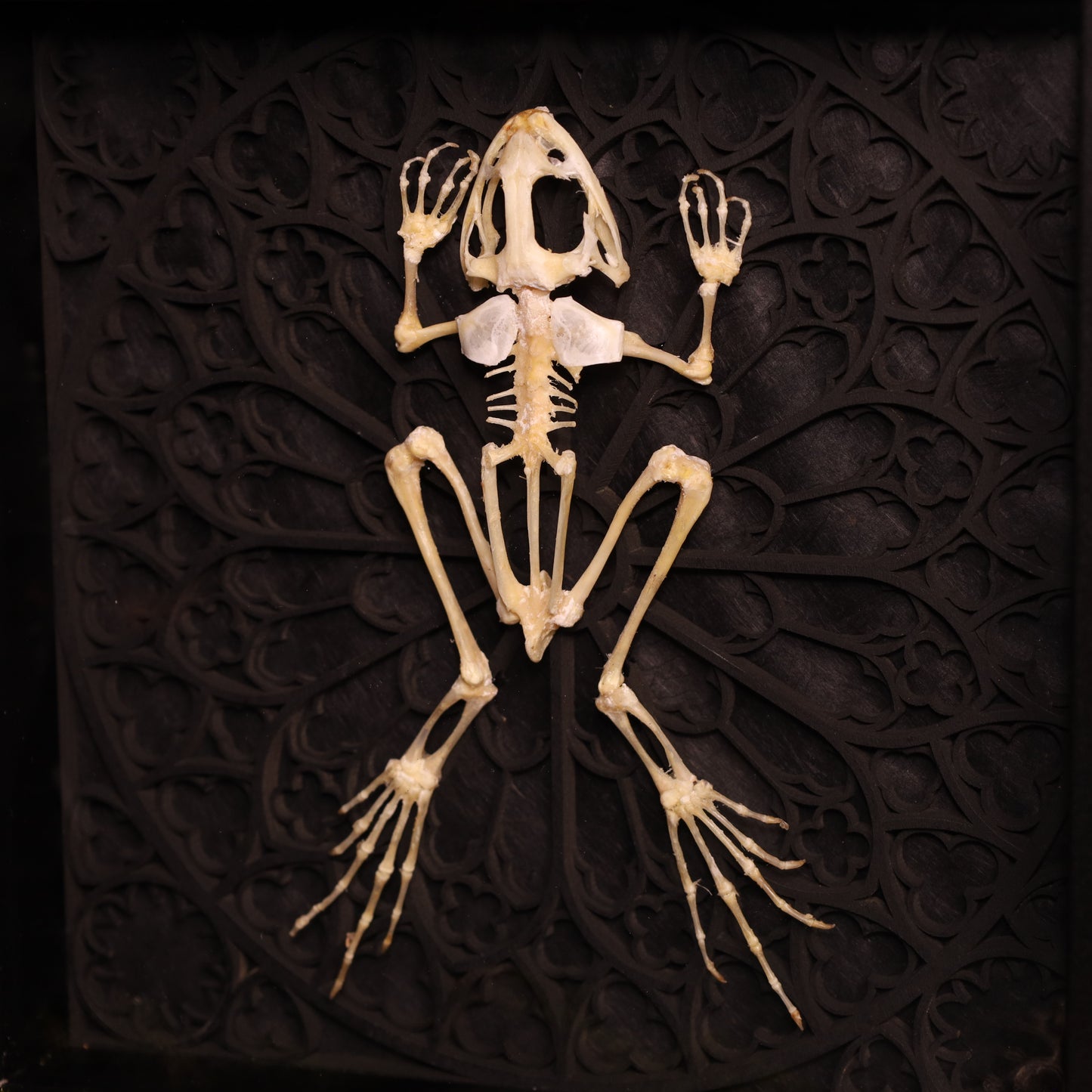 Frosch Skelett im Rahmen