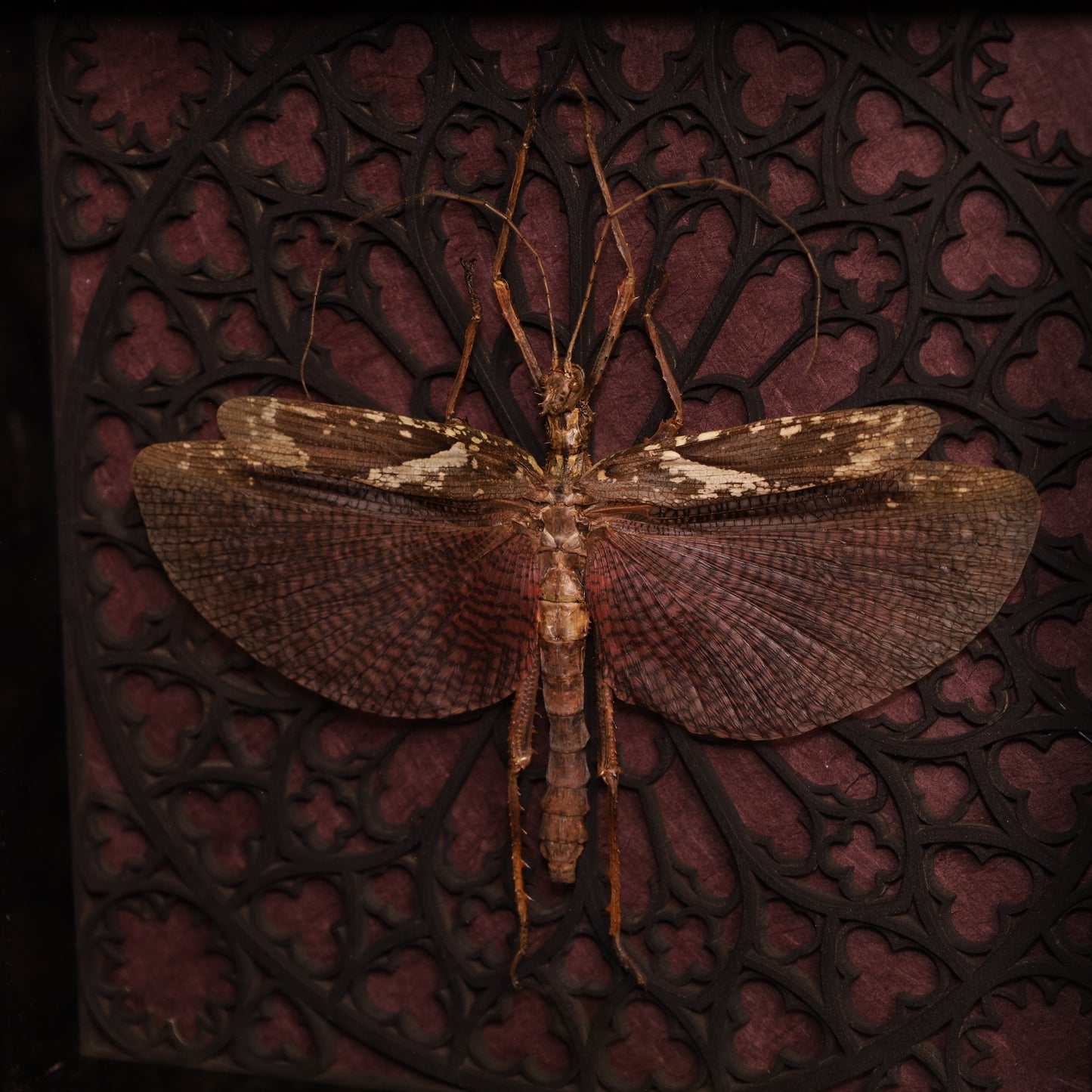 Real giant stick insect in a frame with a Gothic design