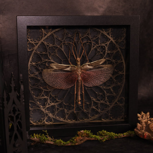 Echte Riesengespenstschrecke im Rahmen