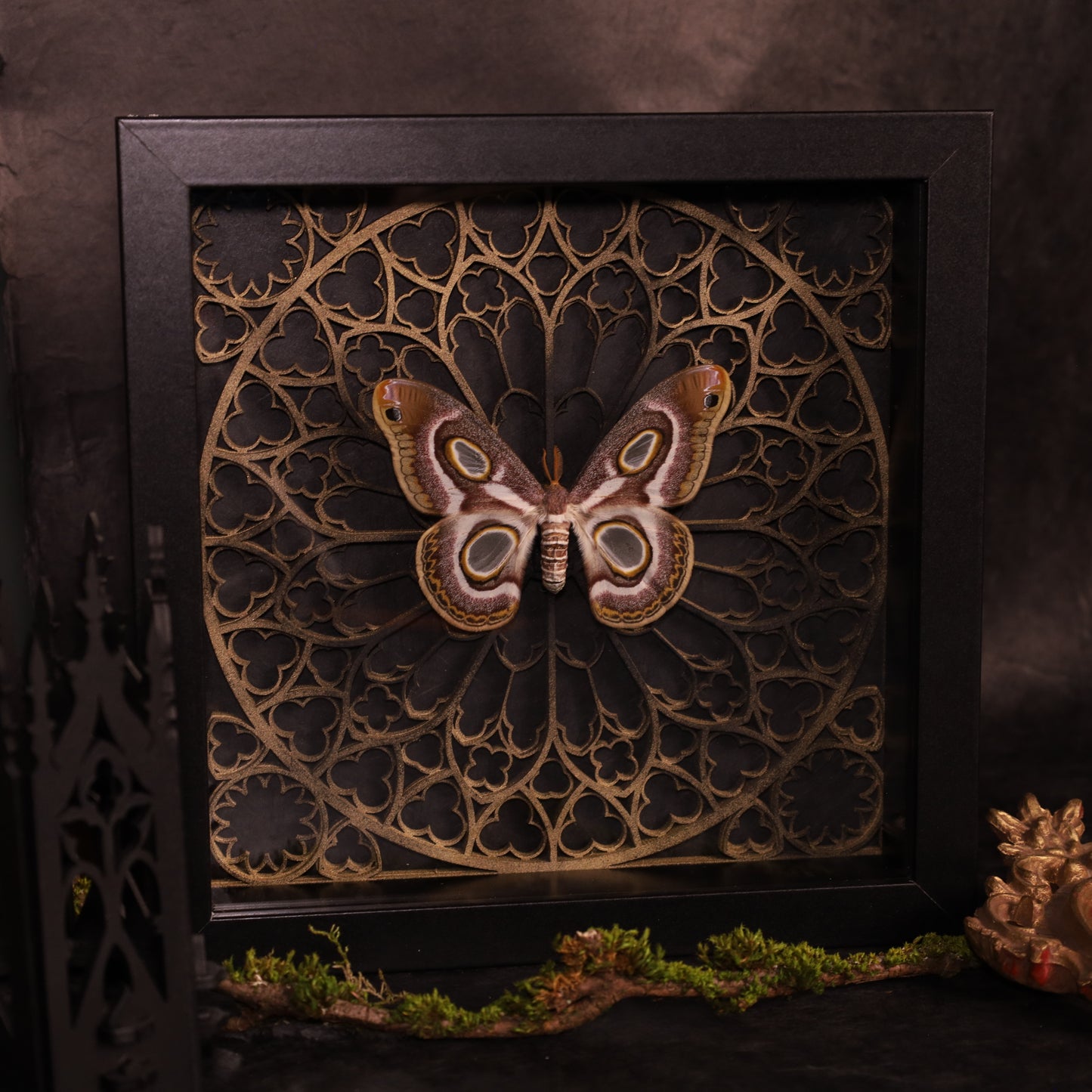 Epiphora mythimnia in a frame - Gothic