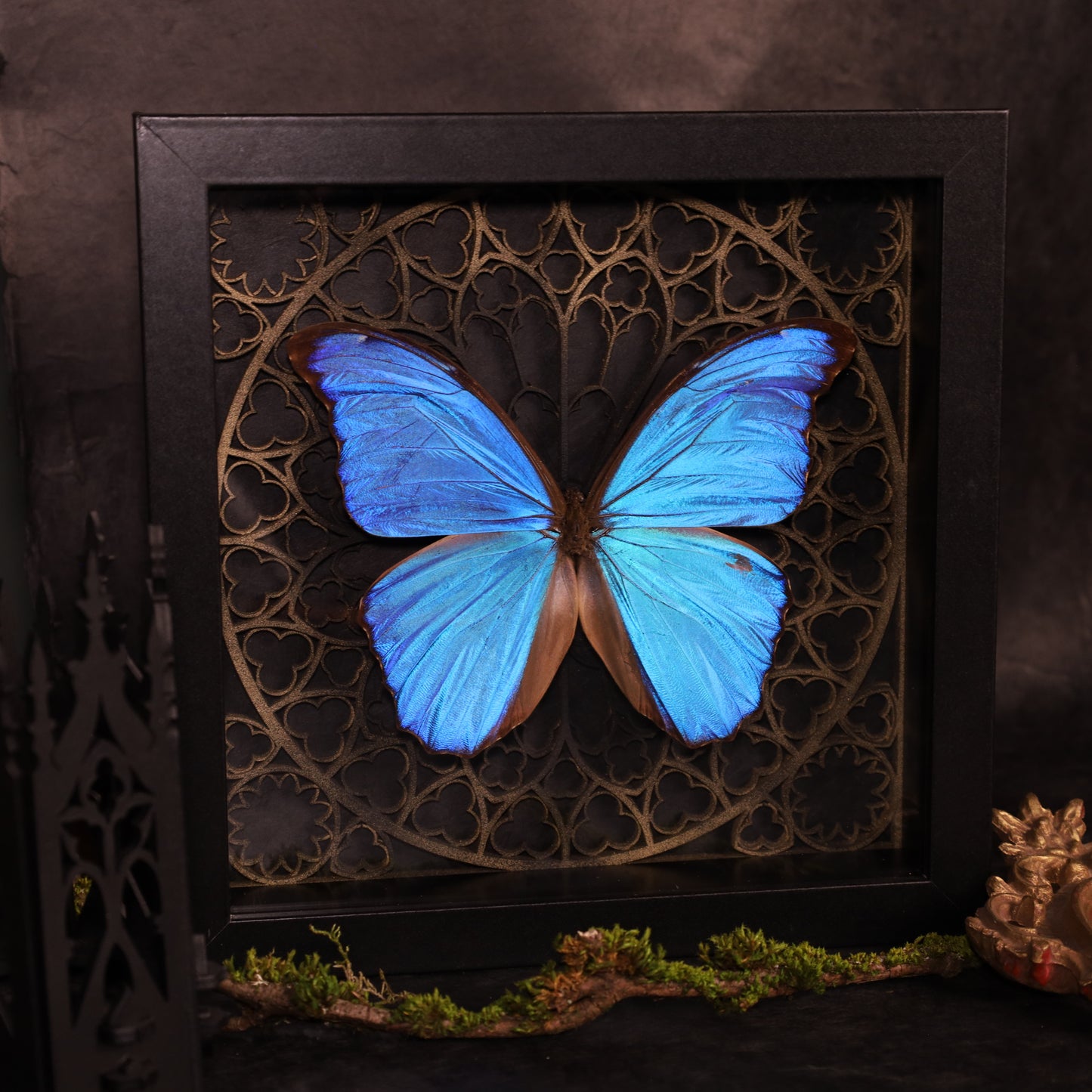 Morpho didius within the framework