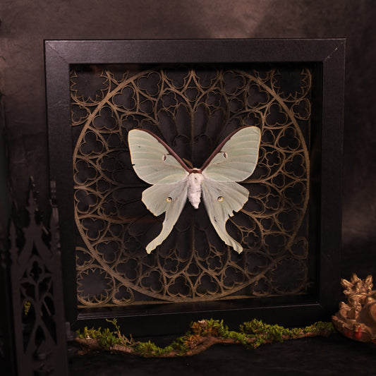 Genuine moon spinners in a frame – Actias Luna – Gothic
