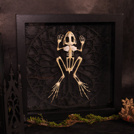 Frosch Skelett im Rahmen