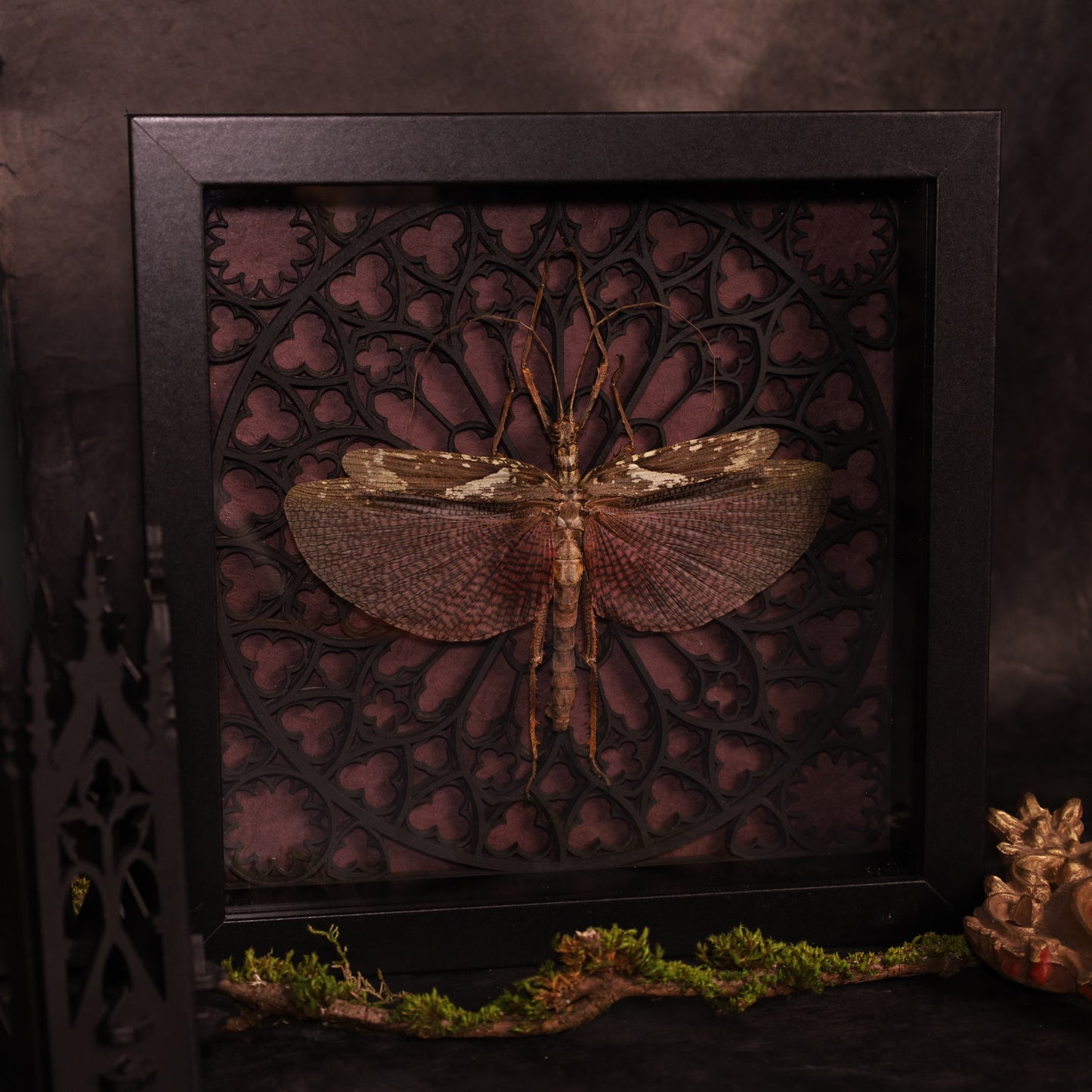 Real giant stick insect in a frame with a Gothic design