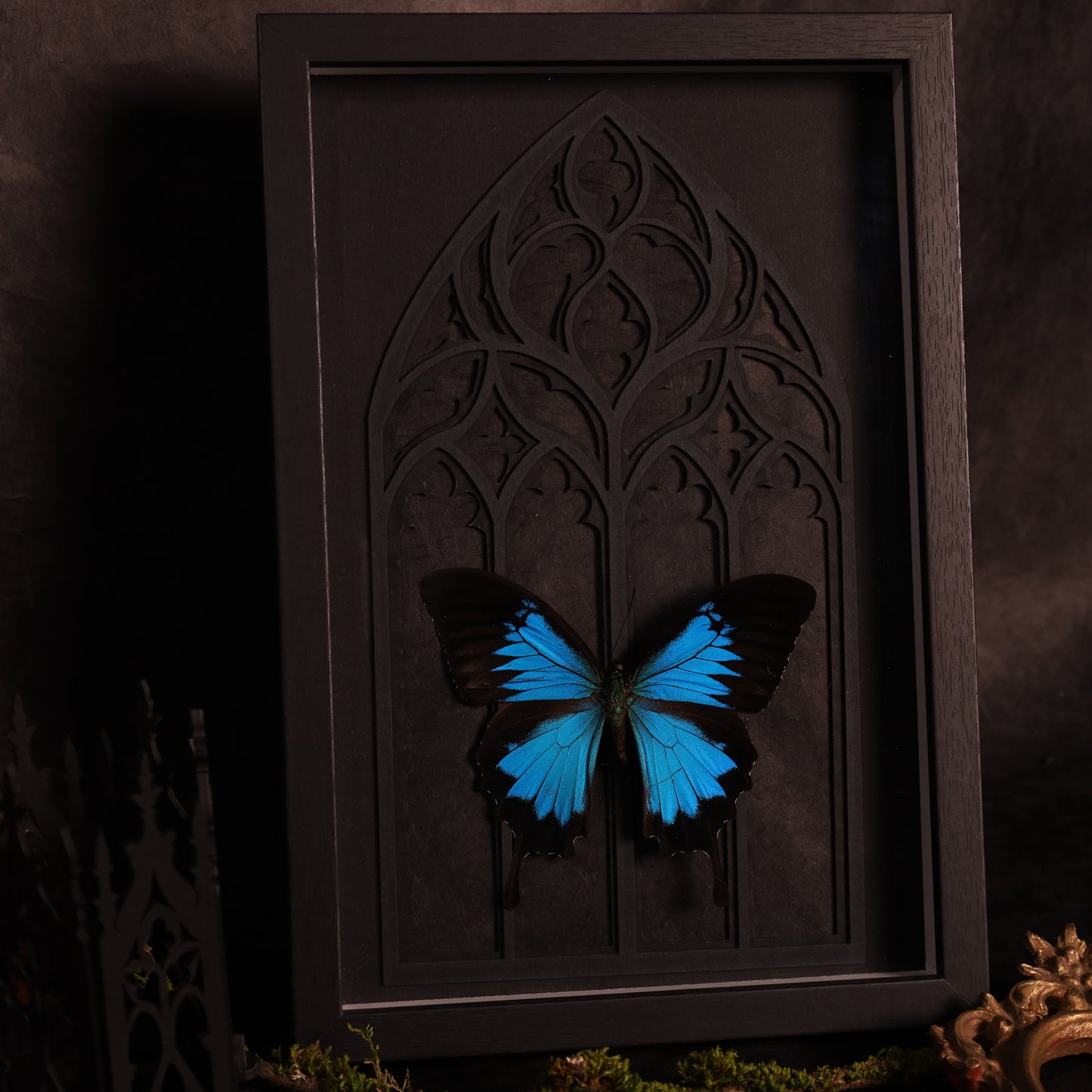 Papilio ulysses im Rahmen - Gotik