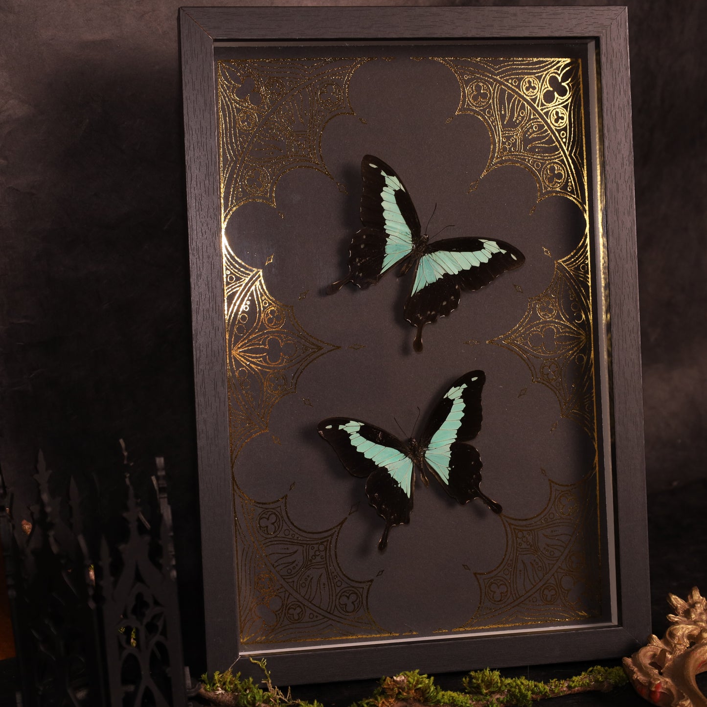 Papilio phorcas on a gold background in a frame