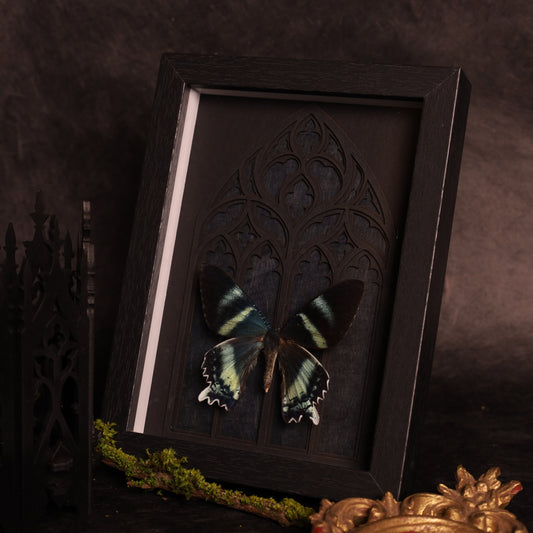 Alcides orontes im Rahmen mit Gotik-Hintergrund