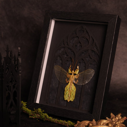 Wandelndes Blatt (Male) im Rahmen mit gotischem Design