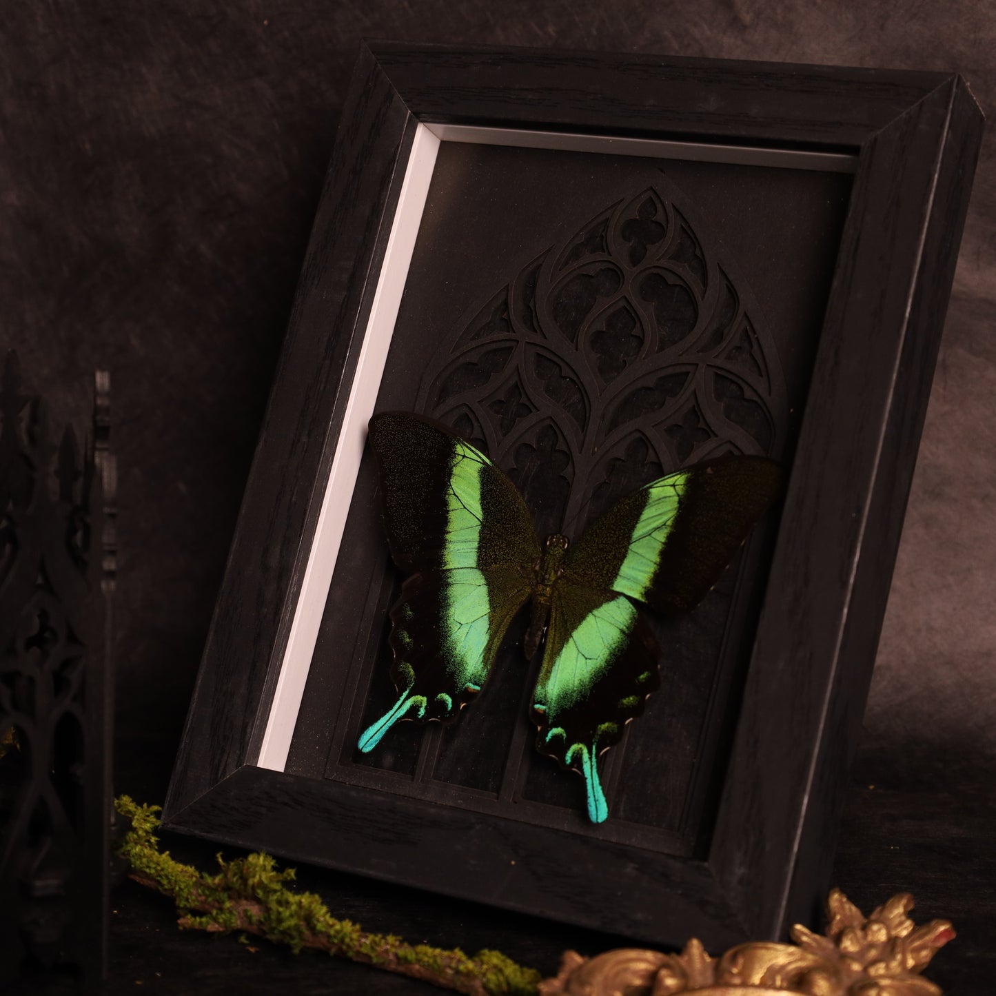 Papilio blumei im Rahmen mit Gotik-Hintergrund