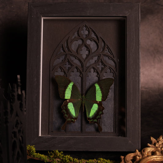 Papilio daedalus in a frame with a Gothic background