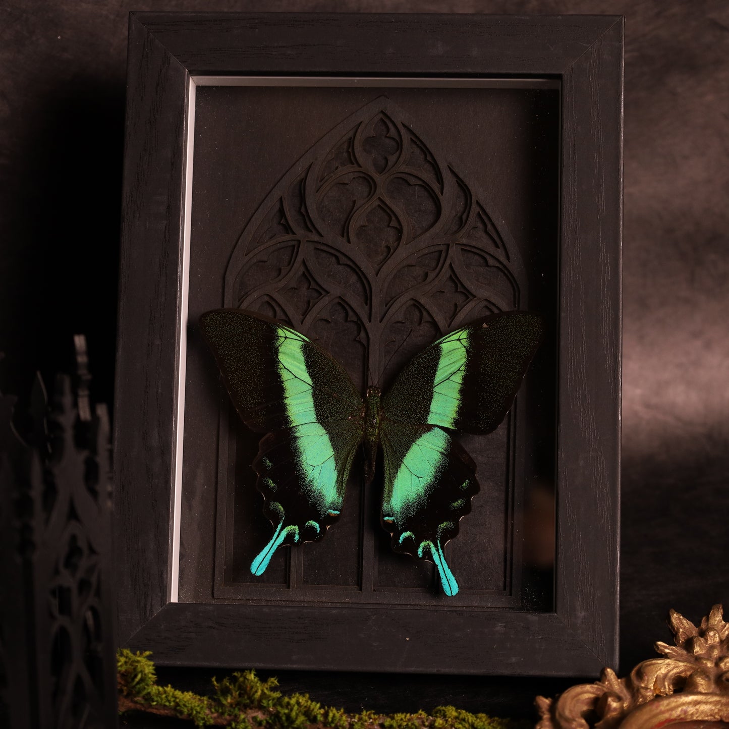 Papilio blumei im Rahmen mit Gotik-Hintergrund