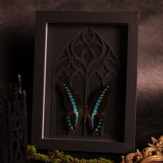 Graphium sarpedon im Rahmen - Gotik