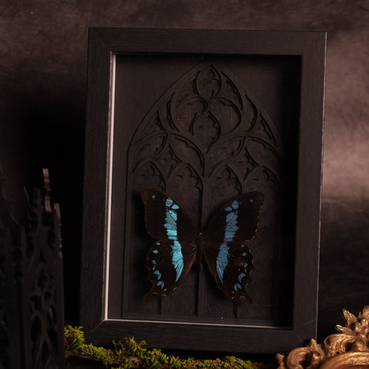 Papilio orizabus im Rahmen - Gotik