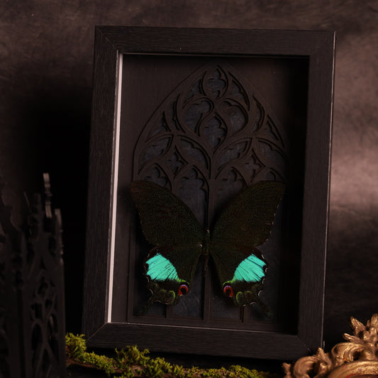 Papilio karna im Rahmen - Gotik