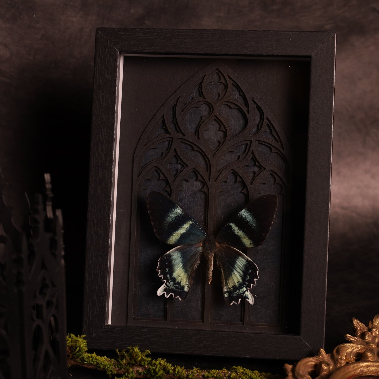 Alcides orontes im Rahmen mit Gotik-Hintergrund