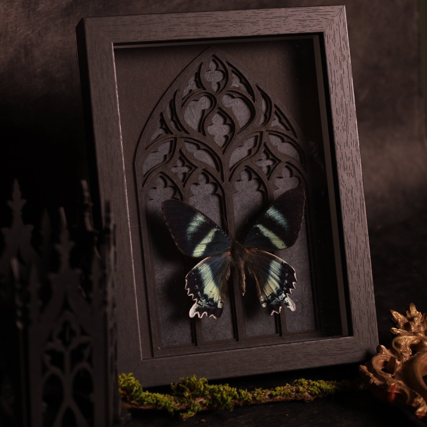 Alcides orontes im Rahmen mit Gotik-Hintergrund