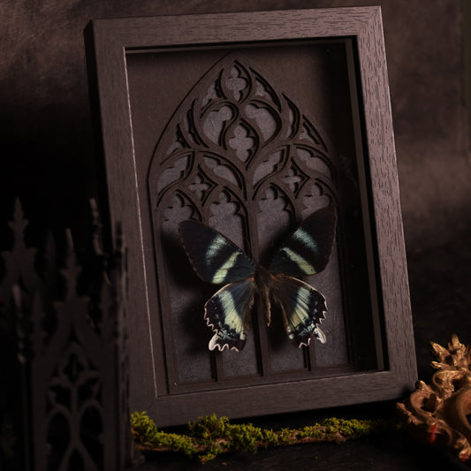 Alcides orontes im Rahmen mit Gotik-Hintergrund