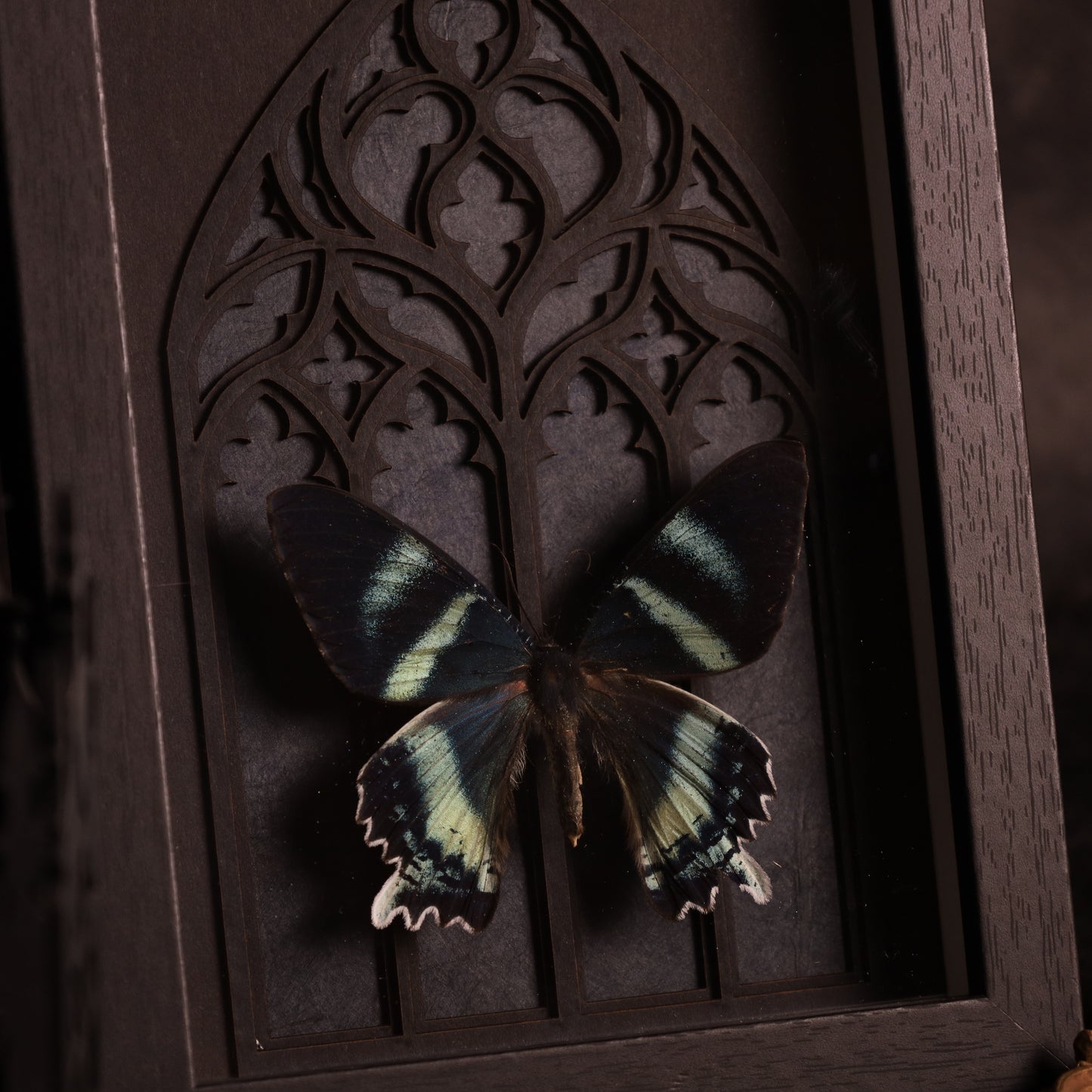 Alcides orontes im Rahmen mit Gotik-Hintergrund