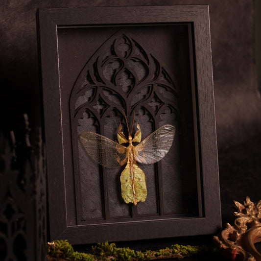 Wandelndes Blatt (Male) im Rahmen mit gotischem Design