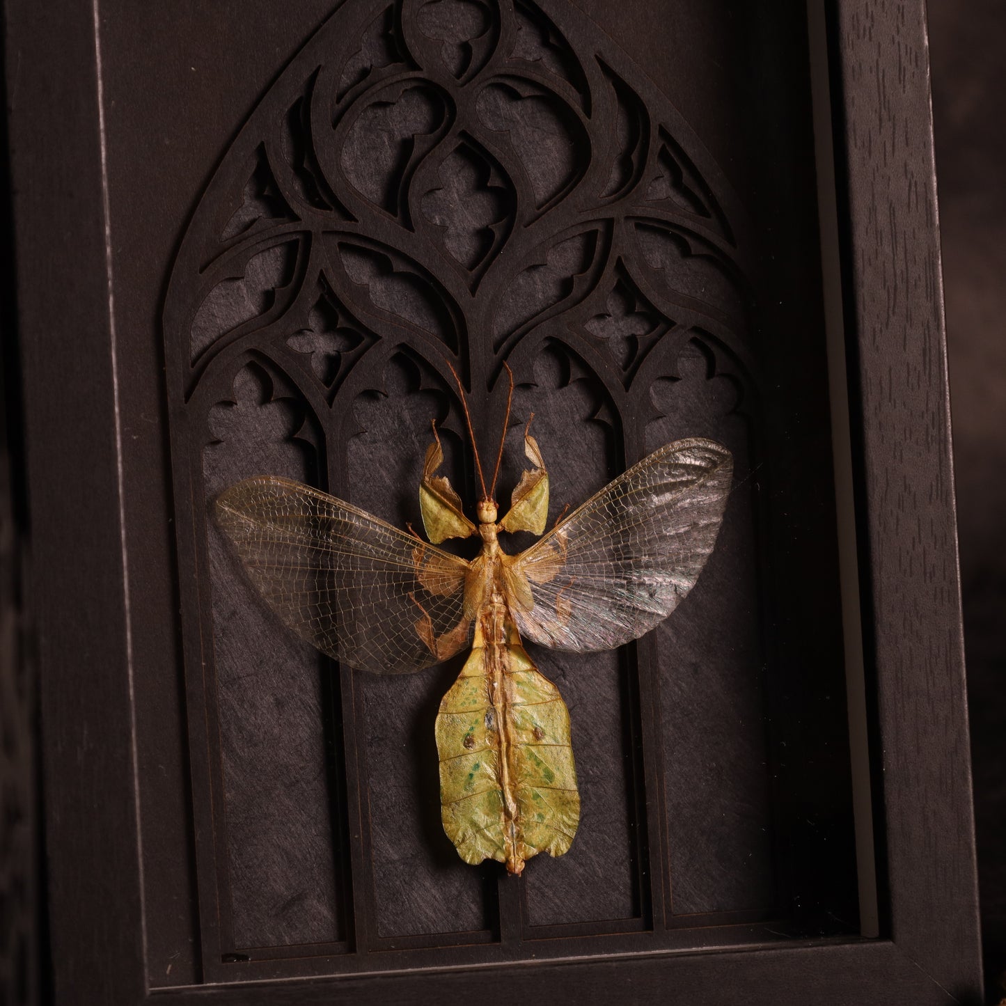 Wandelndes Blatt (Male) im Rahmen mit gotischem Design