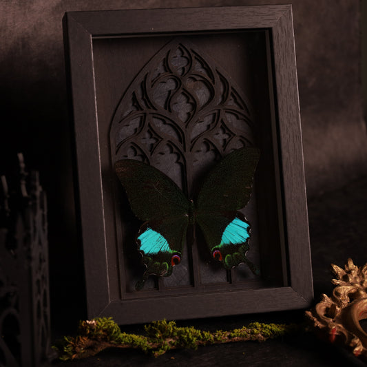 Papilio karna im Rahmen - Gotik