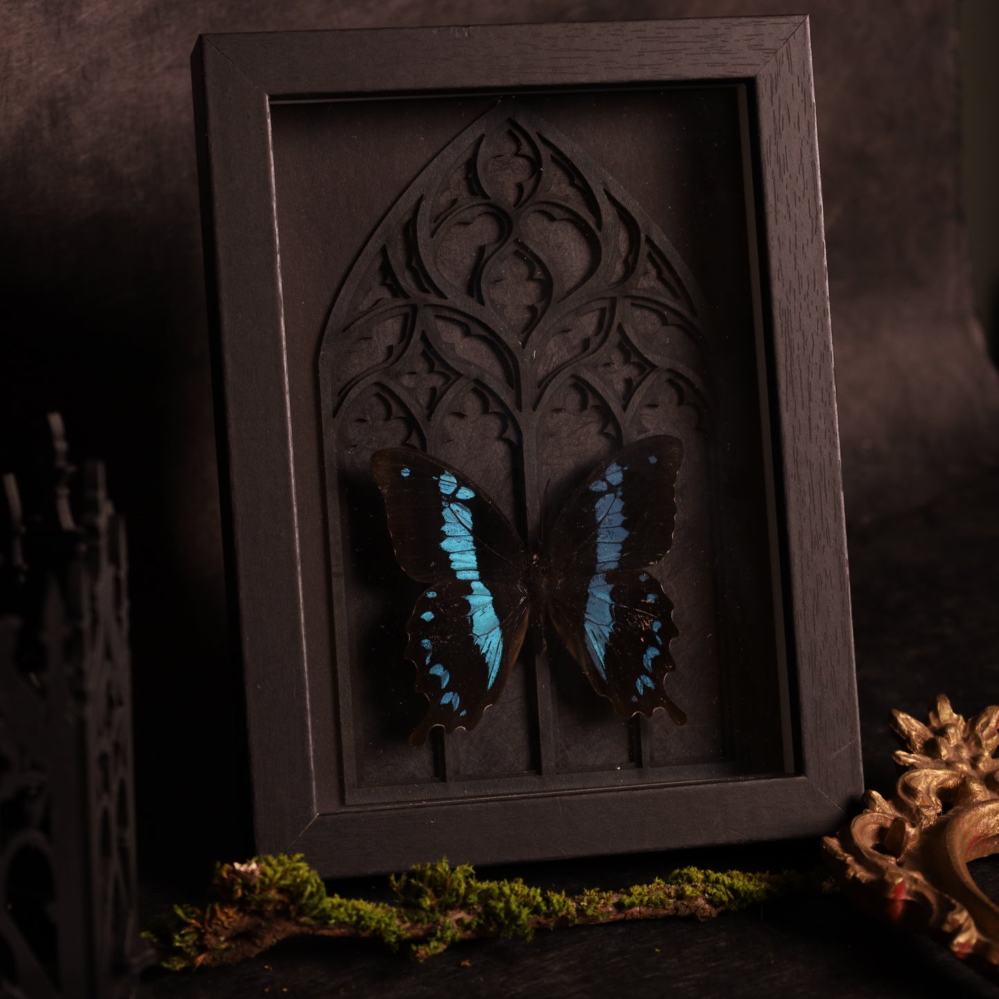 Papilio orizabus im Rahmen - Gotik