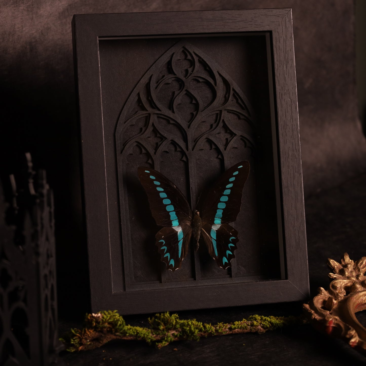 Graphium sarpedon in frame - Gothic