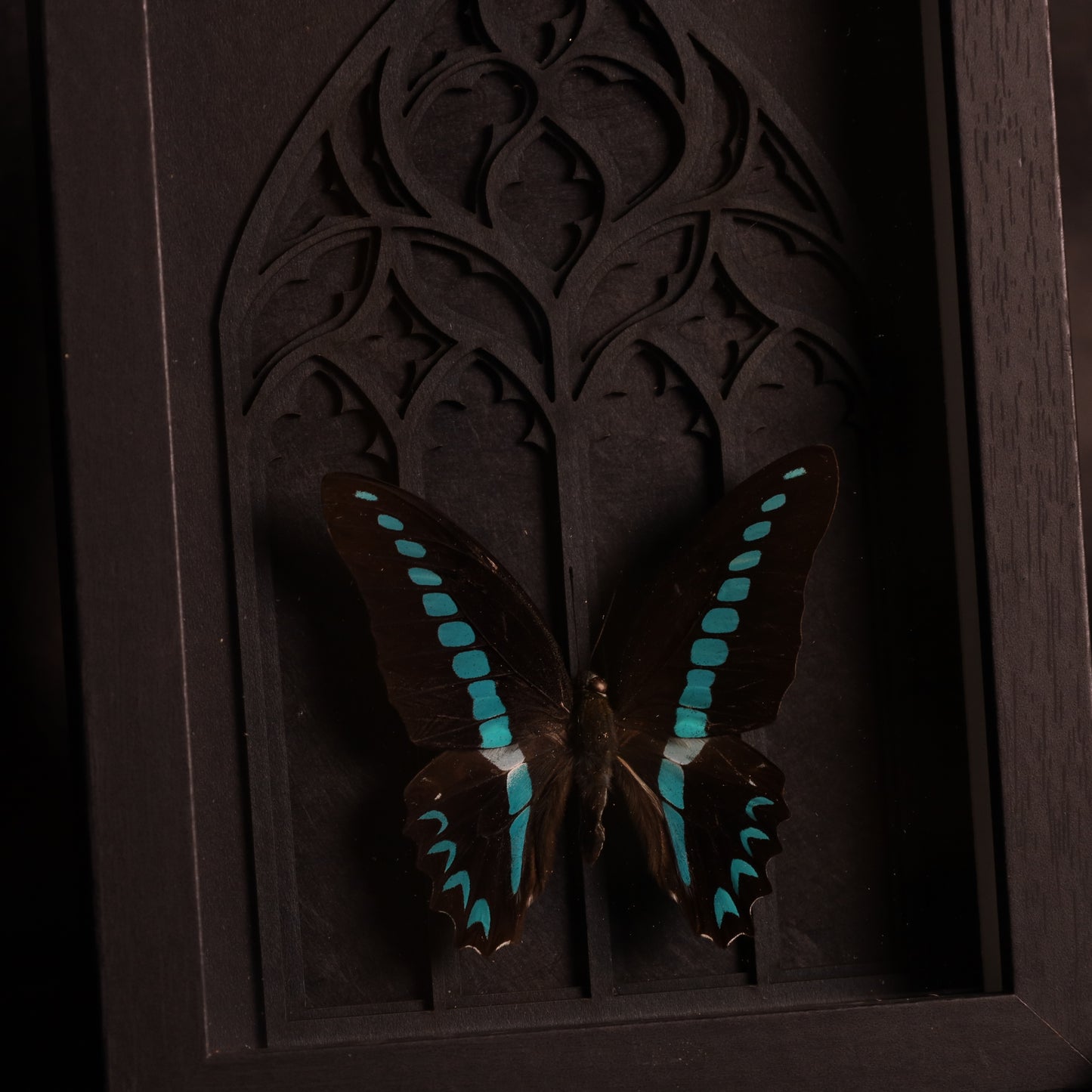 Graphium sarpedon in frame - Gothic