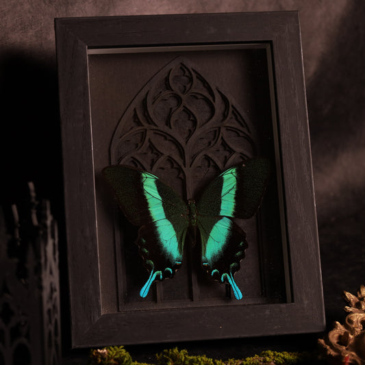 Papilio blumei im Rahmen mit Gotik-Hintergrund