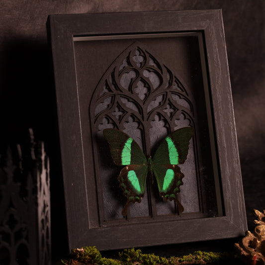 Papilio daedalus in a frame with a Gothic background