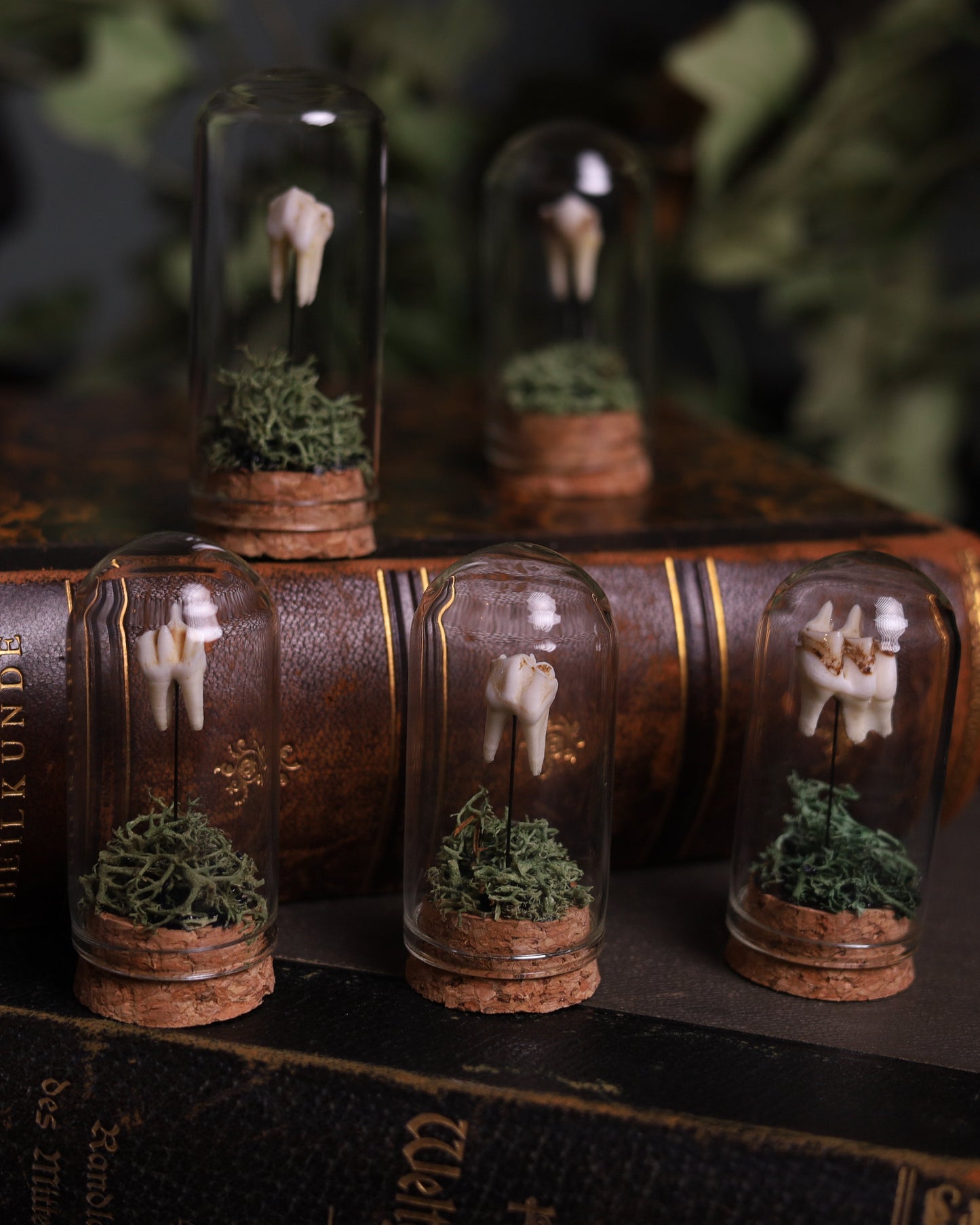 Echter Rehzahn unter Glas