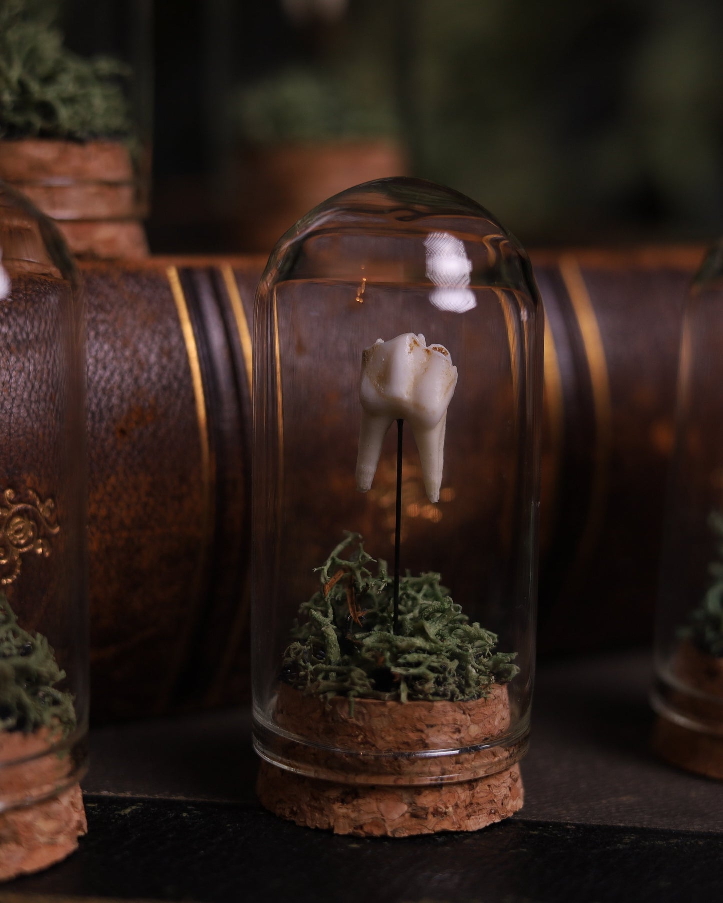 Echter Rehzahn unter Glas