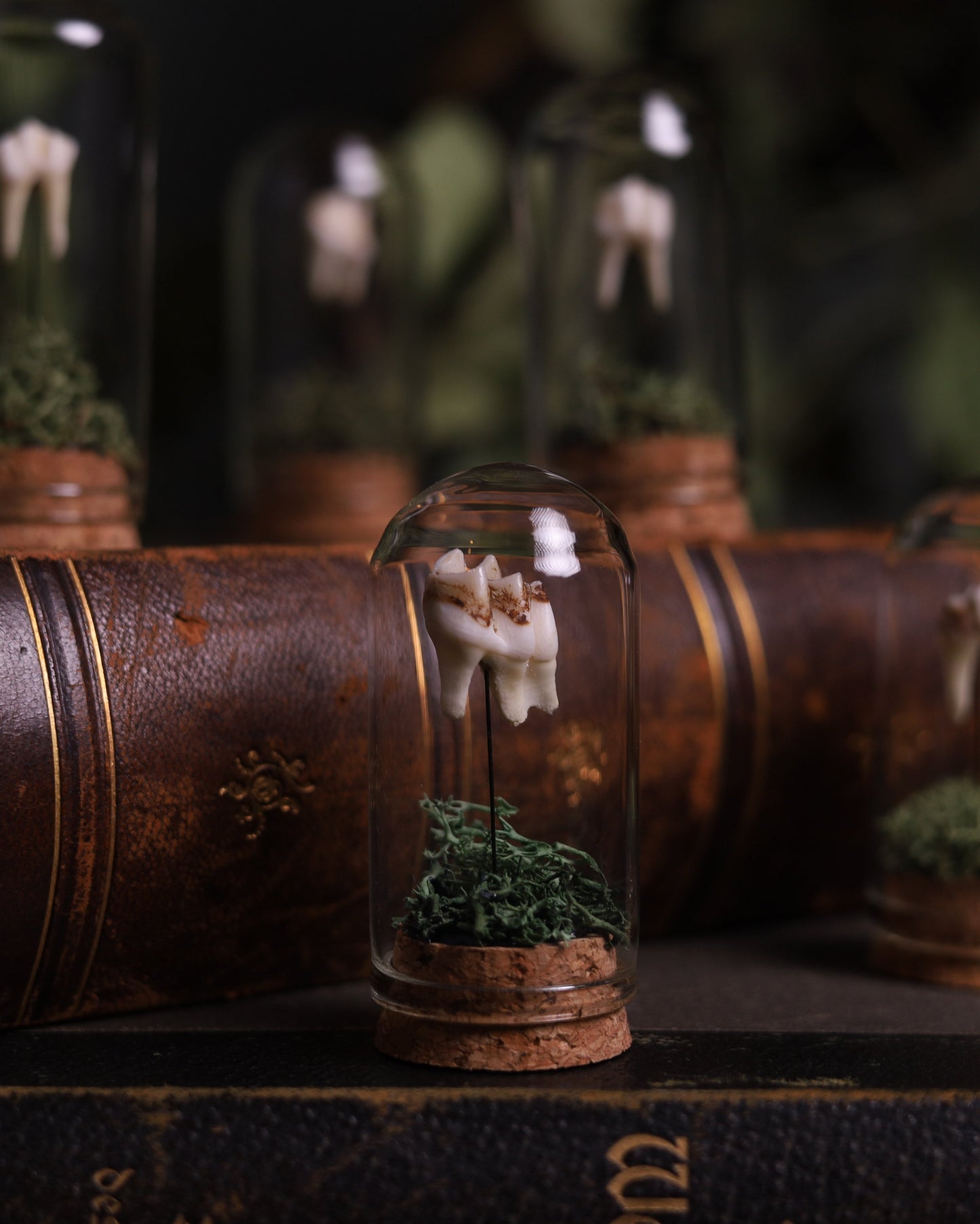 Echter Rehzahn unter Glas