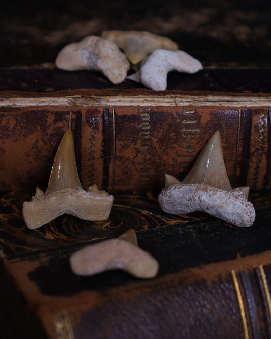 Versteinerte Haizähne – ca. 2–3 cm | Echte Fossilien