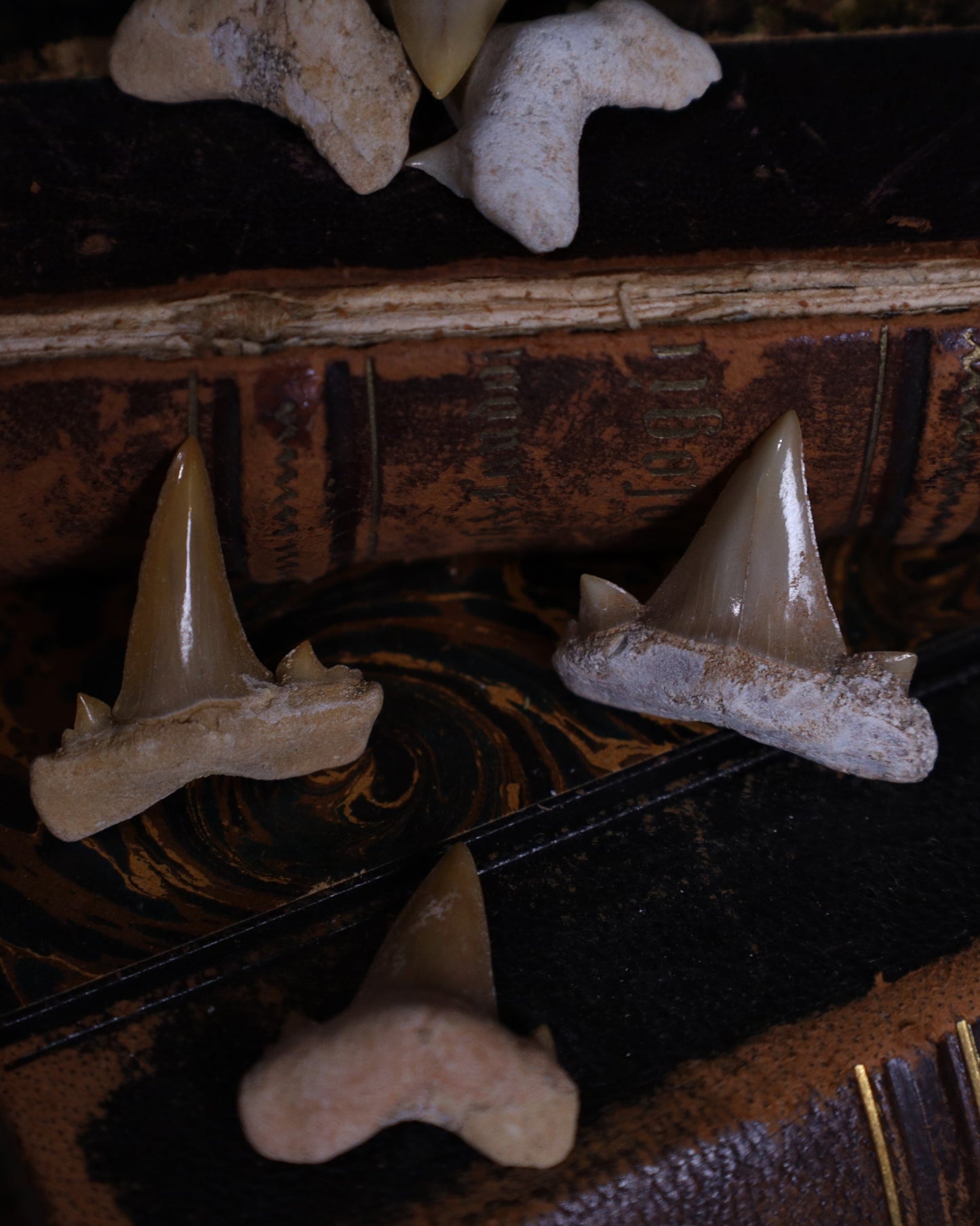 Versteinerte Haizähne – ca. 2–3 cm | Echte Fossilien