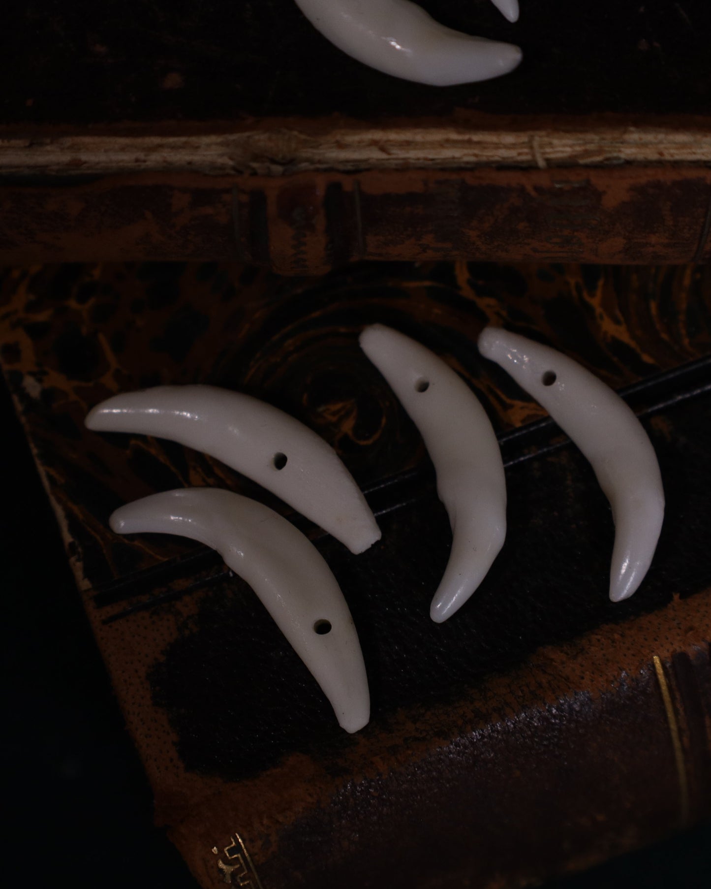 Schneidezahn vom Fuchs - gebohrt